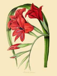 Gladiolus Insignis