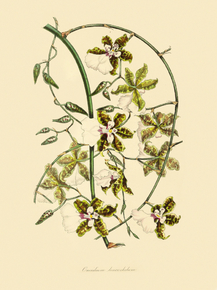 Oncidium Leucochilum