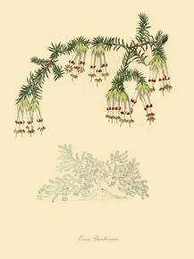 Erica Banksiana