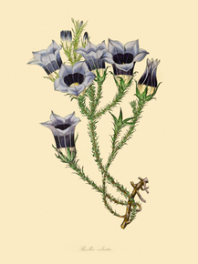 Roella Ciliata