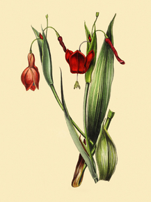 Mgidella Flammea