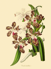 Vanda Tessellata Vanda Tessellata