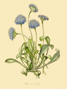 Brunonia Australis