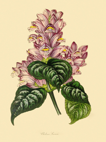 Chelone Lyonil