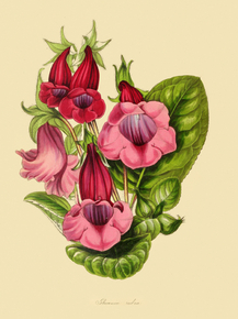 Gloxinia Rubra