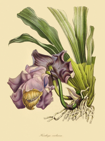 Huntleya Violacea