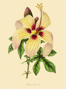 Hibiscus Cameronii