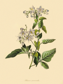Solanum Jasminoides