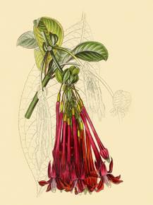 Fuchsia Corymbiflora