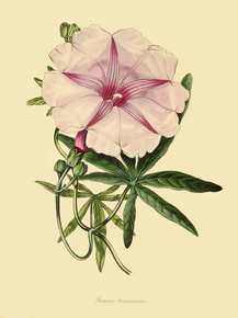 Batatas Bonariensis