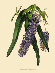 Hardenbergia Comptoniana