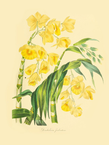 Dendrolium Limbualum