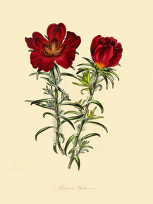 Portulaca Thellusonii
