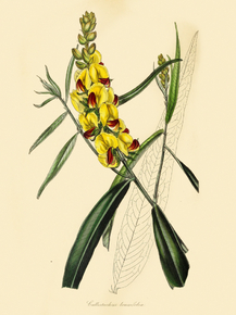 Callistachys Longifolia