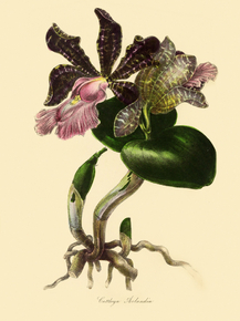 Cattleya Aclandle
