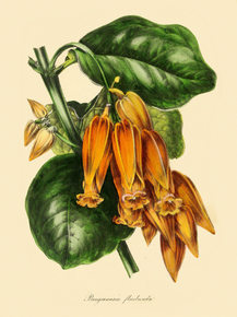 Brugmansia Floribunda
