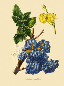 Mahonia Aquifolium