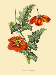 Loasa Pentlandica