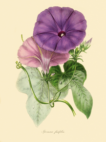 Ipomcea Ficifolia