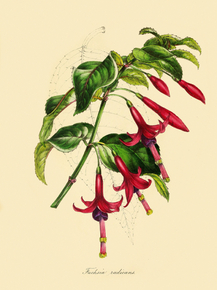 Fuchsia Radicans