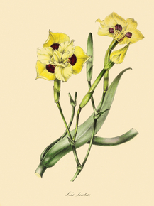 Iris Bicolor