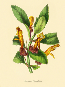 Columnea Schiediana