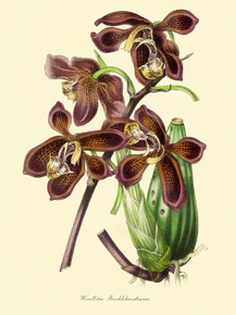 Houlletia Brocklehursttana Houlletia Brocklehursttana