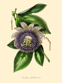 Passiflora Middletoniana