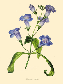 Torenia Scabra Torenia Scabra