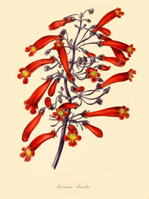 Gesnera Discolor