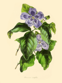 Franciscea Latifolia