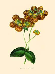 Calceolaria Standishii
