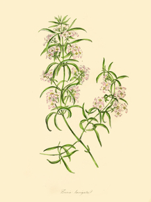 Zieria Laevigata
