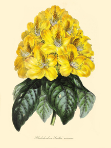 Rhododendron Smithii Aureum