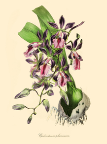 Epidendrum Phoeniceum