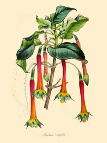 Fuchsia Cordifolia