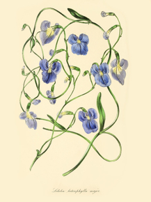 Lobelia Heteropiiylla Major