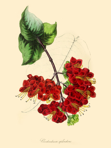 Clerodendrum Splendens