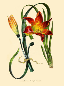 Habranthus Pratensis