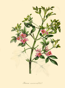 Boronia Anemonaefolia