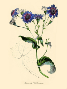 Cineraria Webberiana