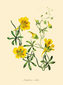 Tropaeolum Edule