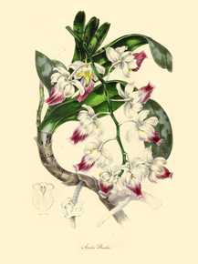 Aerides Brookii