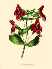 Mimulus Maclainianus