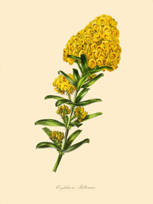 Oxylobium Pultenaea
