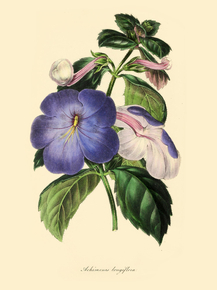 Achimenes Longiflora