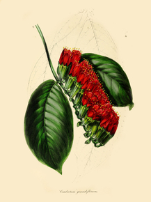 Combretum Grandiflorum