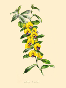 Lalage Hoveaefolia