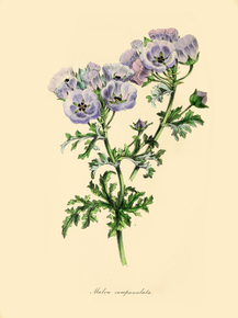 Malva Campanulata