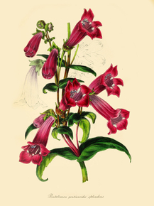 Pentstemon Gentianoxdes Splendens
